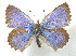  ( - CSU-CPG-LEP 1681)  @14 [ ] CreativeCommons - Attribution Share-Alike (2012) Paul A. Opler Paul and Evi Nature Photography