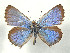  ( - CSU-CPG-LEP 1682)  @14 [ ] CreativeCommons - Attribution Share-Alike (2012) Paul A. Opler Paul and Evi Nature Photography