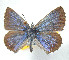  ( - CSU-CPG-LEP 1683)  @13 [ ] CreativeCommons - Attribution Share-Alike (2012) Paul A. Opler Paul and Evi Nature Photography