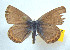  ( - CSU-CPG-LEP 1690)  @13 [ ] CreativeCommons - Attribution Share-Alike (2012) Paul A. Opler Paul and Evi Nature Photography