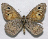  (Oeneis carmen - CSU-CPG-LEP-1693)  @13 [ ] CreativeCommons - Attribution Share-Alike (2012) Paul A. Opler Colorado State University, C.P. Gillette Museum of Arthropod Diversity