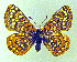  (Euphydryas editha - CSU-CPG-LEP-1694)  @14 [ ] CreativeCommons - Attribution Share-Alike (2012) Paul A. Opler Colorado State University, C.P. Gillette Museum of Arthropod Diversity