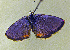  ( - CSU-CPG-LEP-1707)  @13 [ ] CreativeCommons - Attribution Share-Alike (2012) Paul A. Opler Colorado State University, C.P. Gillette Museum of Arthropod Diversity