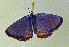  ( - CSU-CPG-LEP-1708)  @12 [ ] CreativeCommons - Attribution Share-Alike (2012) Paul A. Opler Colorado State University, C.P. Gillette Museum of Arthropod Diversity