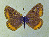  ( - CSU-CPG-LEP-1712)  @13 [ ] CreativeCommons - Attribution Share-Alike (2012) Paul A. Opler Colorado State University, C.P. Gillette Museum of Arthropod Diversity