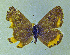  ( - CSU-CPG-LEP-1713)  @13 [ ] CreativeCommons - Attribution Share-Alike (2012) Paul A. Opler Colorado State University, C.P. Gillette Museum of Arthropod Diversity