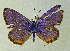  ( - CSU-CPG-LEP-1714)  @13 [ ] CreativeCommons - Attribution Share-Alike (2012) Paul A. Opler Colorado State University, C.P. Gillette Museum of Arthropod Diversity