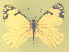  ( - CSU-CPG-LEP-1738)  @12 [ ] CreativeCommons - Attribution Share-Alike (2012) Paul A. Opler Colorado State University, C.P. Gillette Museum of Arthropod Diversity