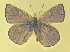  ( - CSU-CPG-LEP-1755)  @13 [ ] CreativeCommons - Attribution Share-Alike (2012) Paul A. Opler Colorado State University, C.P. Gillette Museum of Arthropod Diversity