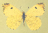  (Anthocharis limonea - CSU-CPG-LEP-1781)  @14 [ ] CreativeCommons - Attribution Share-Alike (2012) Paul A. Opler Colorado State University, C.P. Gillette Museum of Arthropod Diversity