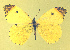  ( - CSU-CPG-LEP-1782)  @14 [ ] CreativeCommons - Attribution Share-Alike (2012) Paul A. Opler Colorado State University, C.P. Gillette Museum of Arthropod Diversity