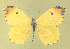  ( - CSU-CPG-LEP-1783)  @14 [ ] CreativeCommons - Attribution Share-Alike (2012) Paul A. Opler Colorado State University, C.P. Gillette Museum of Arthropod Diversity