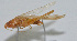  (Conocephalus chinensis - Con007)  @12 [ ] CreativeCommons - Attribution (2010) Zhi-Jun Zhou Centre for Biodiversity Genomics