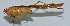  ( - Con010)  @12 [ ] CreativeCommons - Attribution (2010) Zhi-Jun Zhou Centre for Biodiversity Genomics