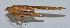  ( - Con011)  @12 [ ] CreativeCommons - Attribution (2010) Zhi-Jun Zhou Centre for Biodiversity Genomics