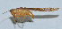  ( - Con012)  @13 [ ] CreativeCommons - Attribution (2010) Zhi-Jun Zhou Centre for Biodiversity Genomics
