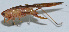  ( - Con014)  @12 [ ] CreativeCommons - Attribution (2010) Zhi-Jun Zhou Centre for Biodiversity Genomics