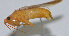 ( - Con027)  @12 [ ] CreativeCommons - Attribution (2010) Zhi-Jun Zhou Centre for Biodiversity Genomics