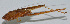  ( - Con031)  @12 [ ] CreativeCommons - Attribution (2010) Zhi-Jun Zhou Centre for Biodiversity Genomics