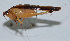  ( - Con034)  @12 [ ] CreativeCommons - Attribution (2010) Zhi-Jun Zhou Centre for Biodiversity Genomics