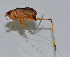  ( - L043C)  @12 [ ] CreativeCommons - Attribution (2010) Zhi-Jun Zhou Centre for Biodiversity Genomics