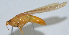 (Conocephalus longipennis - Con045)  @12 [ ] CreativeCommons - Attribution (2010) Zhi-Jun Zhou Centre for Biodiversity Genomics