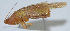  (Conocephalus percaudatus - Con053)  @12 [ ] CreativeCommons - Attribution (2010) Zhi-Jun Zhou Centre for Biodiversity Genomics