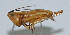  (Conocephalus emeiensis - Con062)  @12 [ ] CreativeCommons - Attribution (2010) Zhi-Jun Zhou Centre for Biodiversity Genomics