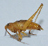  ( - Con063)  @12 [ ] CreativeCommons - Attribution (2010) Zhi-Jun Zhou Centre for Biodiversity Genomics
