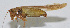  (Conocephalus discolor - Con070)  @12 [ ] CreativeCommons - Attribution (2010) Zhi-Jun Zhou Centre for Biodiversity Genomics
