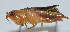  (Conocephalus bidentatus - Con074)  @13 [ ] CreativeCommons - Attribution (2010) Zhi-Jun Zhou Centre for Biodiversity Genomics