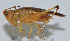  ( - Con075)  @13 [ ] CreativeCommons - Attribution (2010) Zhi-Jun Zhou Centre for Biodiversity Genomics