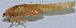  ( - L096A)  @12 [ ] CreativeCommons - Attribution (2010) Zhi-Jun Zhou Centre for Biodiversity Genomics