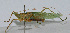  ( - L116A)  @12 [ ] CreativeCommons - Attribution (2010) Zhi-Jun Zhou Centre for Biodiversity Genomics