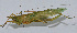  ( - L116B)  @12 [ ] CreativeCommons - Attribution (2010) Zhi-Jun Zhou Centre for Biodiversity Genomics