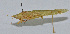  ( - L122A)  @11 [ ] CreativeCommons - Attribution (2010) Zhi-Jun Zhou Centre for Biodiversity Genomics
