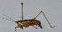  ( - L129A)  @12 [ ] CreativeCommons - Attribution (2010) Zhi-Jun Zhou Centre for Biodiversity Genomics