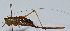  (Conanalus brevicaudus - L129C)  @12 [ ] CreativeCommons - Attribution (2010) Zhi-Jun Zhou Centre for Biodiversity Genomics