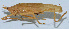  ( - Con142)  @12 [ ] CreativeCommons - Attribution (2010) Zhi-Jun Zhou Centre for Biodiversity Genomics