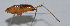  (Conocephalus japonicus - L154B)  @12 [ ] CreativeCommons - Attribution (2010) Zhi-Jun Zhou Centre for Biodiversity Genomics