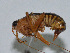  ( - Con188)  @12 [ ] CreativeCommons - Attribution (2010) Zhi-Jun Zhou Centre for Biodiversity Genomics