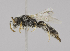  (Scrapter calx - CCDB-00597 F06)  @15 [ ] CreativeCommons - Attribution Non-Commercial Share-Alike (2010) Unspecified York University