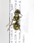 (Neocorynura pubescens - 04486A01-GTM)  @13 [ ] CreativeCommons - Attribution Non-Commercial Share-Alike (2010) Unspecified York University