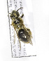  (Andrena GTM02 - 04486A04-GTM)  @13 [ ] CreativeCommons - Attribution Non-Commercial Share-Alike (2010) Unspecified York University