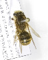  (Andrena GTM03 - 04486B10-GTM)  @13 [ ] CreativeCommons - Attribution Non-Commercial Share-Alike (2010) Unspecified York University