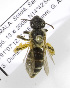  (Andrena GTM04 - 04486B12-GTM)  @13 [ ] CreativeCommons - Attribution Non-Commercial Share-Alike (2010) Unspecified York University