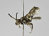  (Nomada argapa - B1397-A03)  @14 [ ] CreativeCommons - Attribution Non-Commercial Share-Alike (2010) Unspecified York University