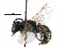  ( - CCDB-09855 A03)  @11 [ ] CreativeCommons - Attribution (2016) CBG Photography Group Centre for Biodiversity Genomics