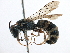  (Ochreriades - CCDB-09855 A12)  @14 [ ] CreativeCommons - Attribution (2016) CBG Photography Group Centre for Biodiversity Genomics