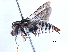  ( - CCDB-09855 C01)  @11 [ ] CreativeCommons - Attribution (2016) CBG Photography Group Centre for Biodiversity Genomics